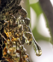 Many drops of resin on a tree trunk
