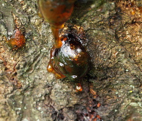 Solid tree sap on trunk