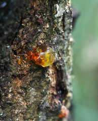 Drop of resin on rough wooden wall, macro view