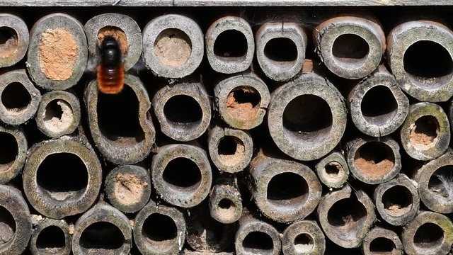 Mason bees / builder bee Osmia cornuta nesting in hollow stems at insect hotel for solitary bees