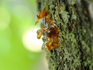 A macro close up view of shiny yellow cherry resin