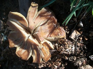 mushroom explosion