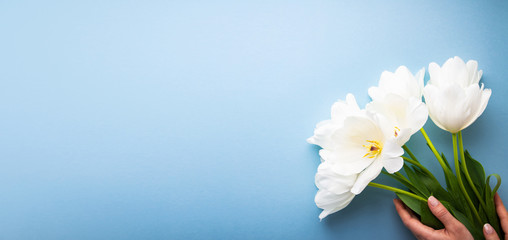 Fototapeta na wymiar White tulips on blue background top view. Happy spring Holidays. Valentine's day. Birthday. Women's day. Easter. Flower wedding card, invitation, banner