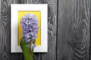 Blooming lilac hyacinth against the background of a white photo frame with a yellow field. Located against the backdrop of brushed pine boards painted in black and white.