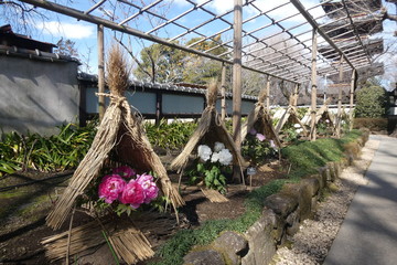 Winter Peony Japan