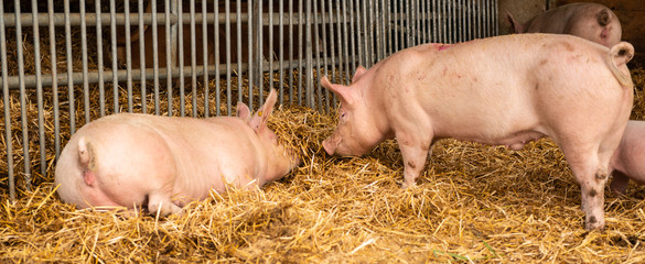 Glückliche Schweine im Stall 
