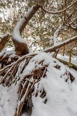 Snow Covered Roots