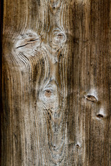 Fototapeta premium Ziarno drewna