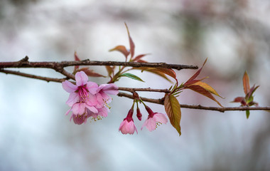 pink flower closeup black background