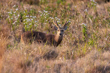 deer in Phu Khieo Wildlife Sanctuary