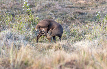 deer in Phu Khieo Wildlife Sanctuary