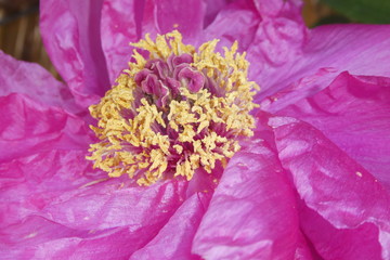Obraz premium Winter Peony Japan