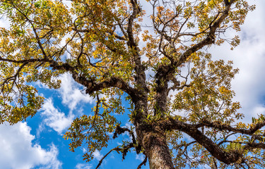 tree in national park