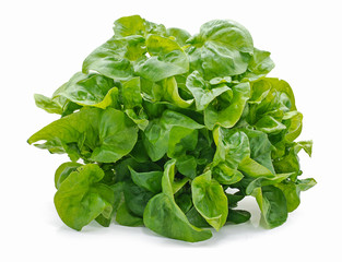 Green Salad leaf isolated on white background