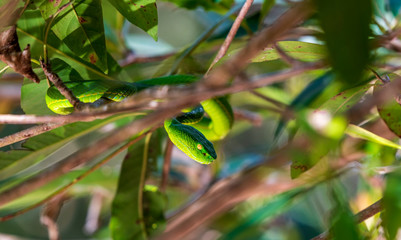 green snake on tree in national park