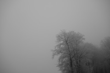 Verschneiter Baum im Nebel