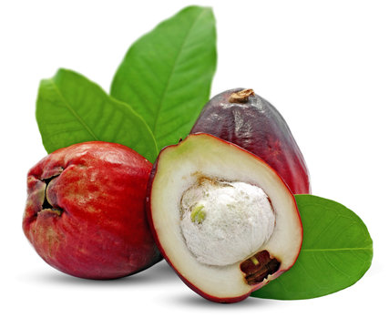 Malay apple isolated on white background