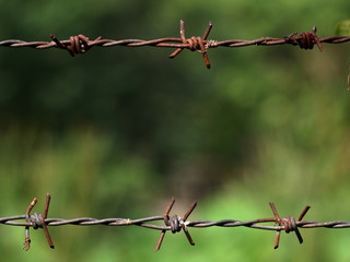 rustic barbed wire crop closeup with blur green environment background