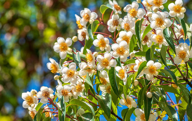 flower beautiful innational park