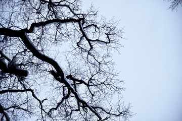 Kahle Äste Baum im Winter mit schnee blauer Himmel