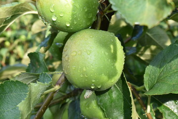 Green apples on a tree