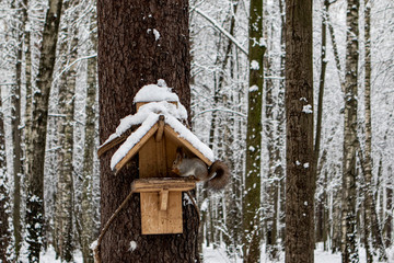 Winter. The squirrel has come to the trough and eats seeds and does not look at us.
