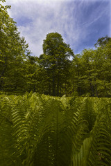 Borcka Karagol ( Black Lake ) in Artvin Province of Turkey 