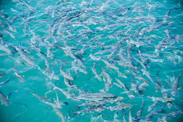 group of fish eating in the harbor