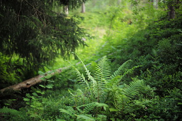 Üppige Natur im Wald mit Farn und viel Grün