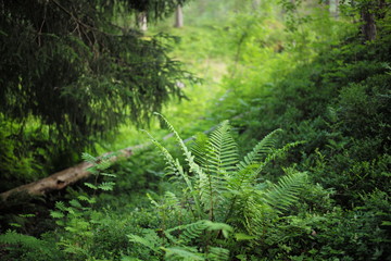 Fototapeta premium Üppige Natur im Wald mit Farn und viel Grün