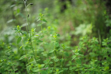 Üppige Natur im Wald mit Kräutern, Heilkräutern, Farn und viel Grün