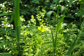 Üppige Natur im Wald mit Kräutern, Heilkräutern, Farn und viel Grün