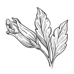 Closed bud of hibiscus plant, wild flower sketch