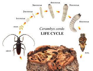 Great Capricorn Beetle, Cerambyx cerdo, (Cerambycidae) is one of the main stem pests of oak trees....