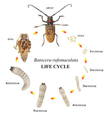 Mango Tree Borer (Batocera rufomaculata) is one of the main stem pests of ficus and mango trees....