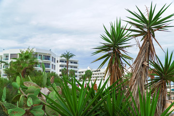 Palm trees and cacti on a Cyprus beach.