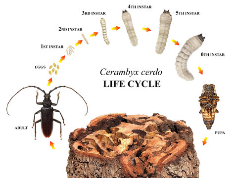 Great Capricorn Beetle, Cerambyx cerdo, (Cerambycidae) is one of the main stem pests of oak trees. Development stages isolated on a white background 