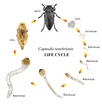 Flatheaded woodborers, Capnodis tenebrionis, (Coleoptera: Buprestidae) is one of the main stem and root pests of subtropical fruit trees such as almond, avocado, mango. Development stages