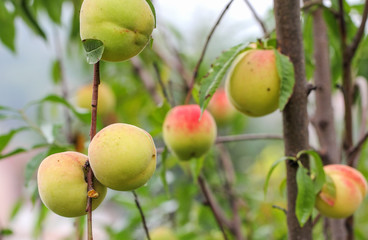 Ripe apricots on a  branch in the orchard