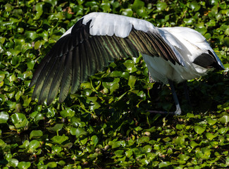 Naklejka premium Wood Stork using wings to shield sun while feeding