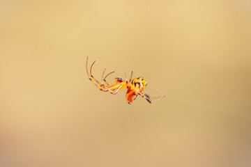 Portrait macro giant spider on spiderweb with soft nature background, insect in forest.