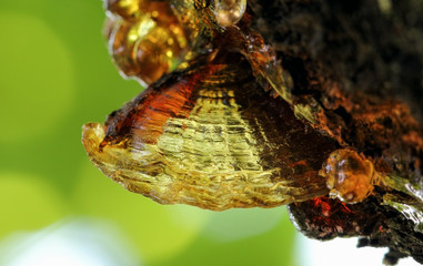 Solid tree sap on trunk macro nature detail