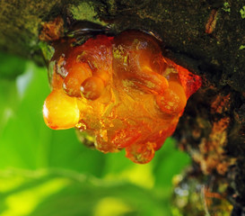 Solid tree sap on trunk macro nature detail