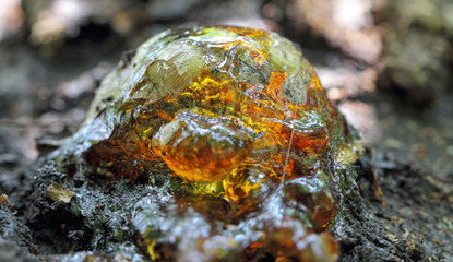 Solid ball resin on a cherry tree