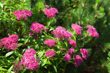 Obraz premium Blooming Japanese spiraea in the summer garden