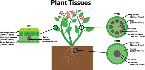 Diagram of plant tissue types