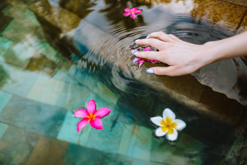 Obraz na płótnie Canvas Pink and white plumeria flowers in a pool water. Young female pulls a hand to a flower