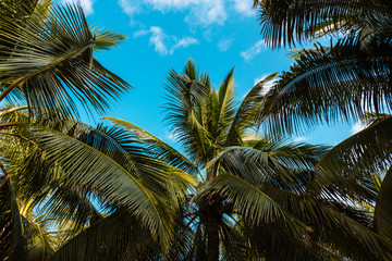 Bright tropical background with palm tree branches and blue sky.