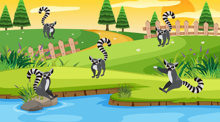 Fototapeta premium Scene with lemurs in the field