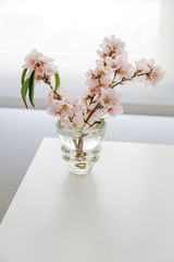 Glass vase with almond flowers on a white background